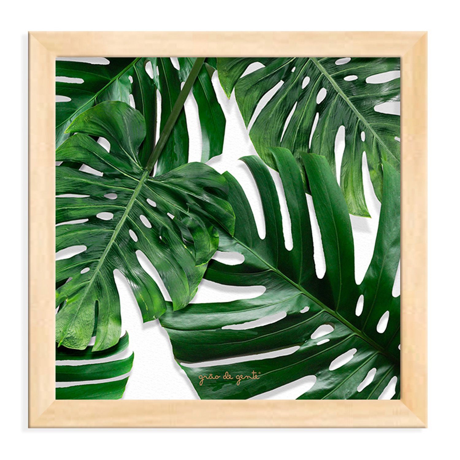 Quadro Folhagem Costela de Adão 18cm